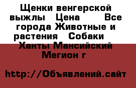 Щенки венгерской выжлы › Цена ­ 1 - Все города Животные и растения » Собаки   . Ханты-Мансийский,Мегион г.